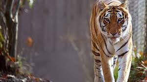 Tigris tigris ) is the most numerous and accounts for about half of the total the bengal tiger of india and the gorilla of central africa have similarly been threatened with. Tiger Safaris Tiger Watching Natural World Safaris