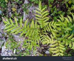 Image result for Pteris tripartita