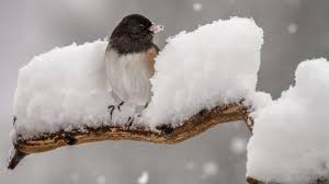 Image result for images birds on the snow