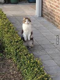 everybody this is my cat