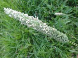 Image result for Phalaris