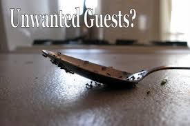 Free comparisons, demos & price quotes. All Safe Pest Control Services Facebook