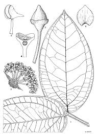 Image result for Warneckea sansibarica