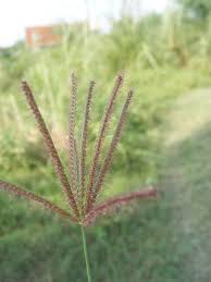 Image result for Chloris roxburghiana