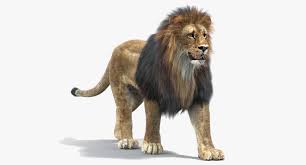 Lion Animation Cat Fur