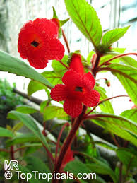 Image result for Kohleria
