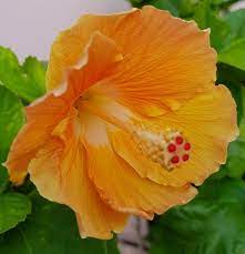 Hibiscus Flower Flower Garden Design Hibiscus Flowers Flower Garden
