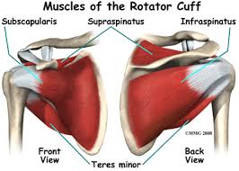 You can see in the shoulder muscle diagrams that the shoulder is one of the largest and most complex joints in the body.the shoulder joint is formed where the humerus (upper arm bone) fits into the scapula (shoulder blade), like a ball and socket. Posterior Shoulder Muscles Anatomy Study Buddy