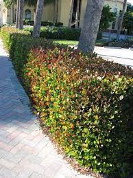 What plants make good hedges in florida. 9 Hedges Florida Ideas Hedges Garden Shrubs Hedges Landscaping