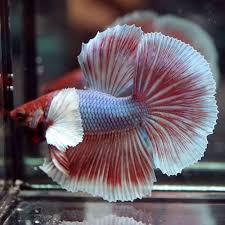 Pin By Marianne Sans On Beautiful Betta Fish Betta Fish Fish Betta
