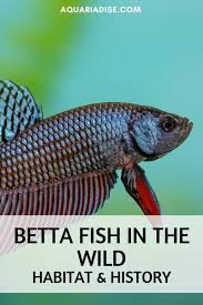 Bettas are among the most popular pet fish in the world, and many betta owners as fish go, bettas are fairly intelligent. Betta Fish In The Wild Where Do Wild Bettas Live Aquariadise