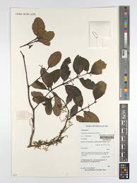 Image result for Cassinopsis