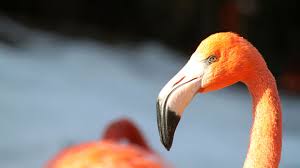 Kléberson signed with flamengo on 27 september 2007 as a free agent, but he was unable to play for the club until february 2008, due to problems related to his resignation from beşiktaş. Flamingos Die Vogel Im Tierlexikon Geolino