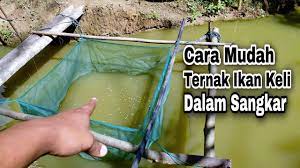 Usaha ternak burung yang memiliki suara yang khas ini memiliki prospek yang menggiurkan. Penternakan Ikan Keli Dalam Sangkar Ternak Ikan Keli Dalam Kolam Tanah Youtube