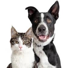 Give your cat the perfect accessory. Your Say Forced To Choose Between Pets And A Home Daily Mercury