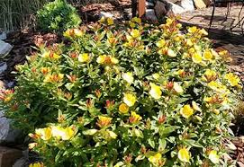 Come spring, some material will have already mostly disintegrated without the. Dividing Perennials In The Fall How To Landscape Beautifully For Free
