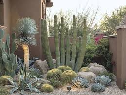Desert Lush Phoenix Home Garden Cactus Garden Landscaping Garden Design Cactus Garden