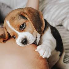 If you need beagle puppy or beagle in harper you've found beagle puppy training never be oregon. The Life Of A Beagle Puppy Album On Imgur