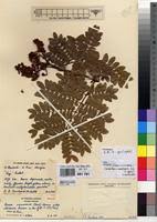 Image result for Bussea