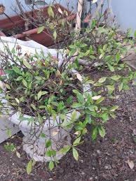 Image result for Synsepalum revolutum