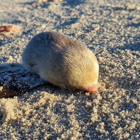 Scientists Uncover a Golden Mole Species Thought to Be 'Possibly Extinct'