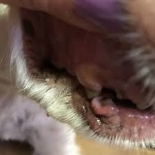 Hard, crunchy kibbles scrape your dog's teeth clean, brushing away the plaque and tartar that can wreak havoc inside her mouth. How To Feed Your Senior Dog Softening Food Supplements And More