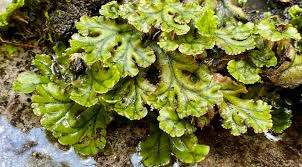 Common Liverwort Marchantia Polymorpha Seashore To Forest Floor