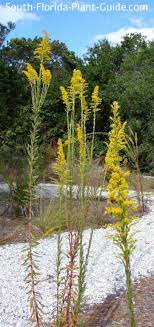 Maybe you would like to learn more about one of these? Native Plants Of Florida