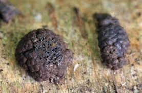 Image result for Hypoxylon multiforme