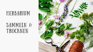 In dieser anleitung zeigen wir kostenlose übungen und vorlagen für ein herbarium für biologie in der 5. Herbst Bastelideen Naturpadagogik Kinder Diy Trends