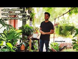 Easy To Grow Indoor Plant Syngonium Arrow Head Plant Care And Propagation In Malayalam By Diyab Youtube In 2020 Plant Care Indoor Plants Propagating Plants