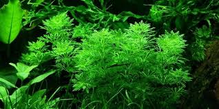 Image result for Limnophila ceratophylloides