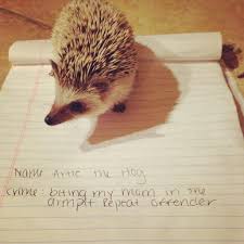Aside From Becoming Familiar With Their Unique Characteristics You Will Also Learn What They Eat And One Of The Most Hedgehog Pet Hedgehog Habitat Hedgehog
