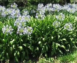 Image result for Agapanthus codii