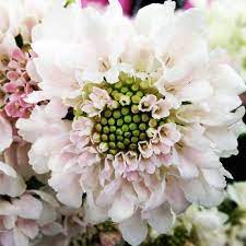Pin On Our Yard Ideas