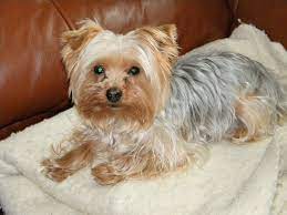 I have seen a decrease watchdog pest control was started because of the need for a good phoenix pest control company. Top 10 Dog Breeds Ideal For Catching Rats Pethelpful