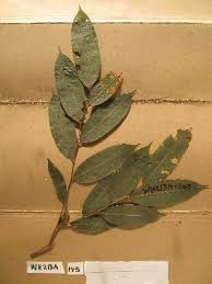 Image result for Xylopia acutiflora