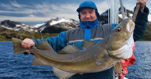 For nearly 70 years, dorsch has been a reputable consulting and engineering partner for clients in industry, private investors and public institutions. Dorsch Angeln Alle Tipps Und Tricks Tackle Deals Eu Blog