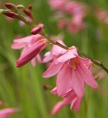 Image result for Tritonia moggii