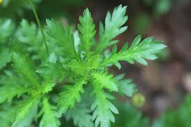 Image result for Euryops chrysanthemoides