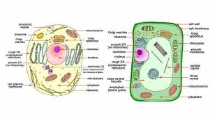 We did not find results for: Cell The Fundamental Unit Of Life Class 9 Science Notes Science Notes Science Cells Biology Notes