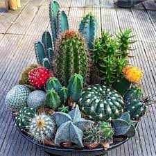 Cacti and succulents is a misnomer. 150 Captivating Cactus And Succulent Business Name Ideas