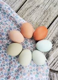 Seuss's beloved favorite has cemented its place as a children's classic. Which Breeds Of Chickens Lay Colored Eggs Fresh Eggs Daily