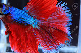 Check out our siamese fish selection for the very best in unique or custom, handmade pieces from our shops. Red And Blue Siamese Fighting Fish Betta Fish Isolated On Black Stock Photo Picture And Royalty Free Image Image 41539667