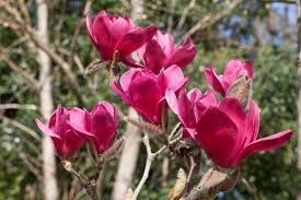 Image result for magnolie sunsation