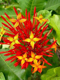 Pin On Flowers To Brighten The Soul