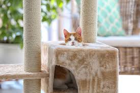 Best cat tree for older cats. Best Cat Trees For Climbing Felines Great Pet Care
