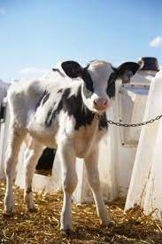 Raising Calves For Pets Pet Cows Dairy Cows Holstein Baby Cows