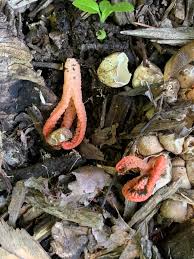Image result for Pseudopod Ospermum
