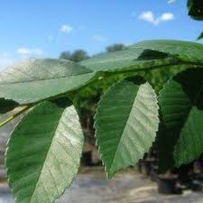 Arizona department of water resources. Drake Chinese Elm Tree Naturehills Com